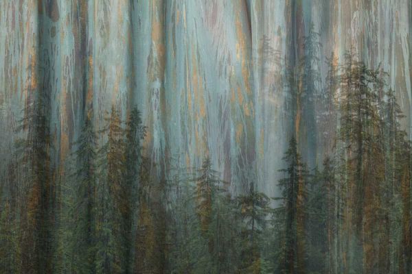 AK, Misty Fiords NM Abstract of trees and forest